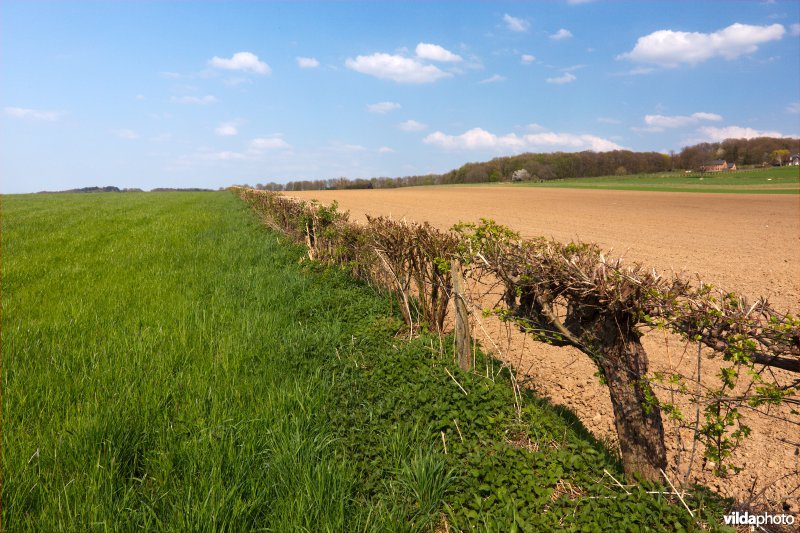 Akkers met een meidoornhaagje