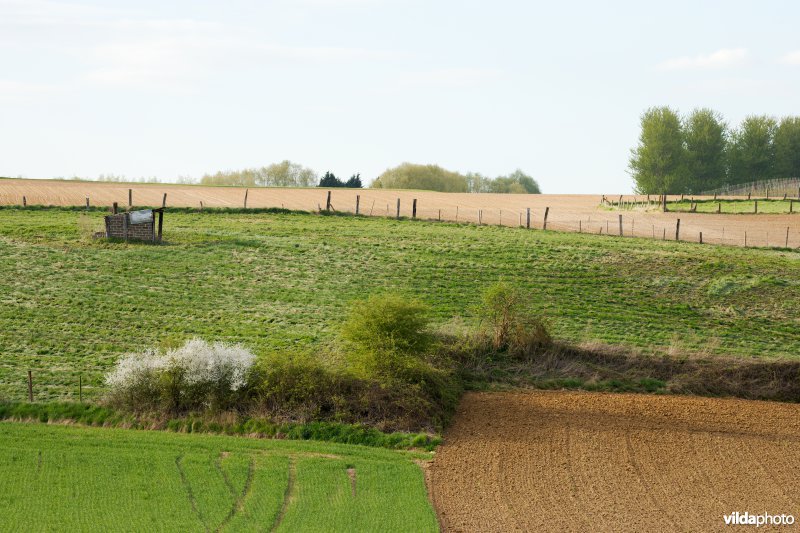 Restanten van een bocagelandschap