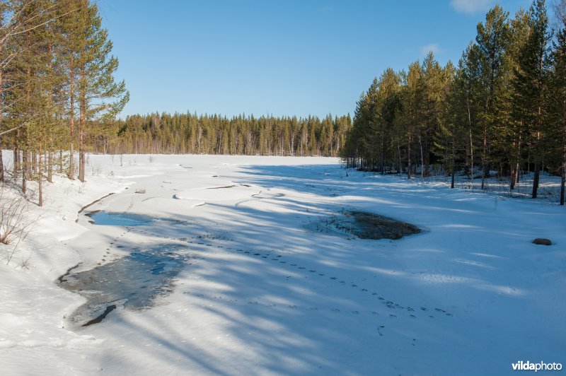 Sporen van otter aan winterse rivier