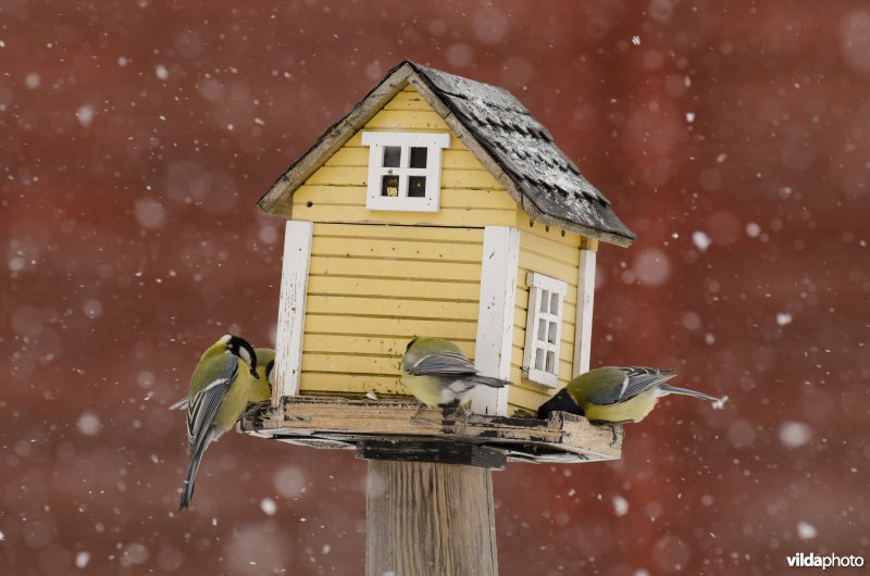 Vogels bezoeken een voederhuisje met vogelvoer