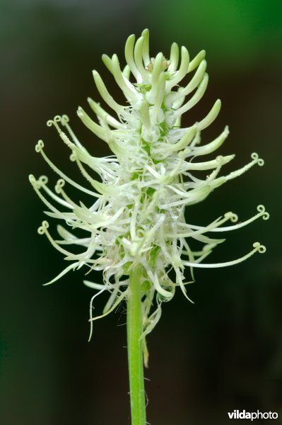 Bloem van witte rapunzel