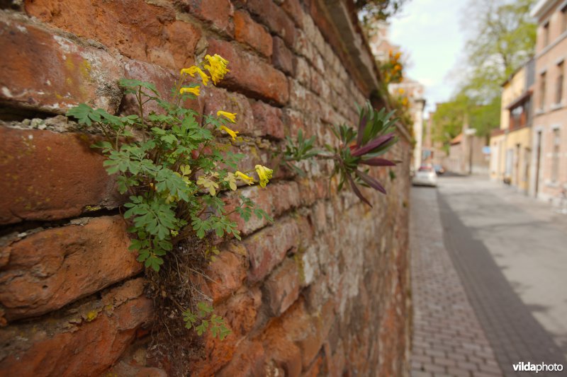 Gele helmbloem op een stadsmuur