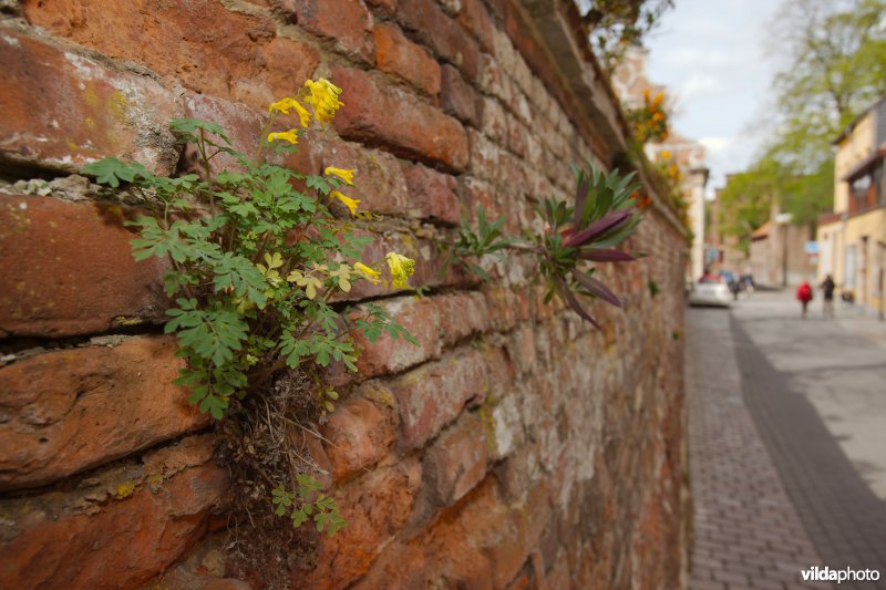 Gele helmbloem op een stadsmuur