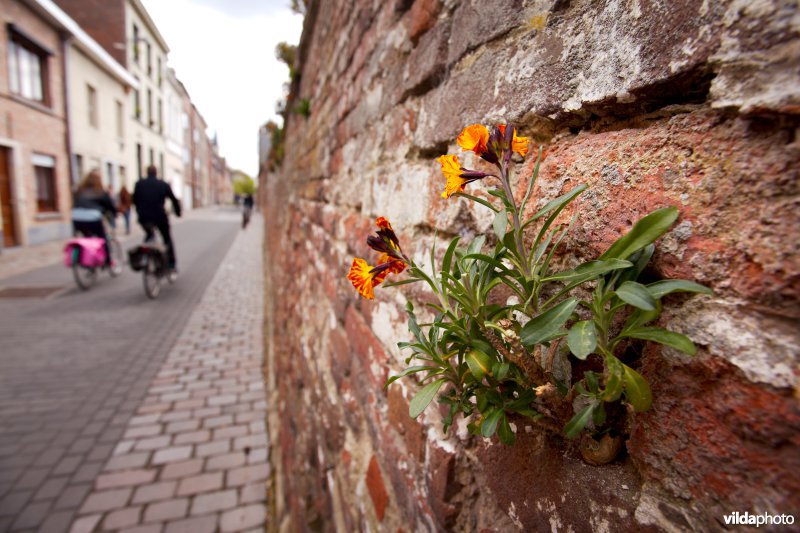 Muurbloem op een stadsmuur