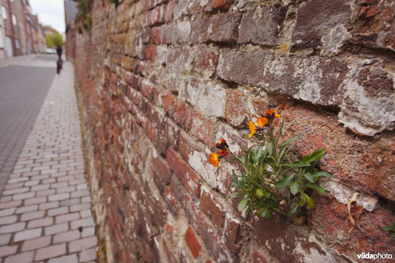 Muurbloem op een stadsmuur