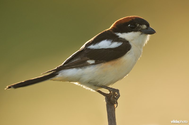 Roodkopklauwier
