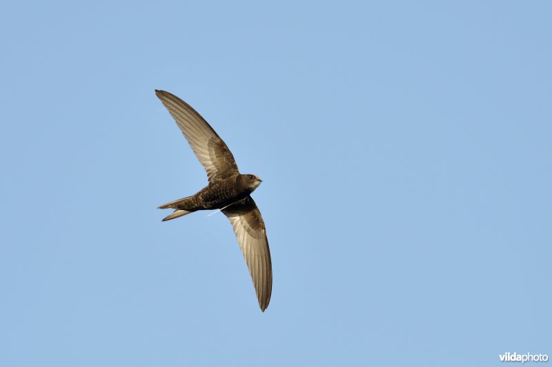 Vliegende Gierzwaluw