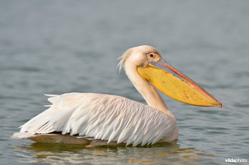 Witte pelikaan in roze prachtkleed