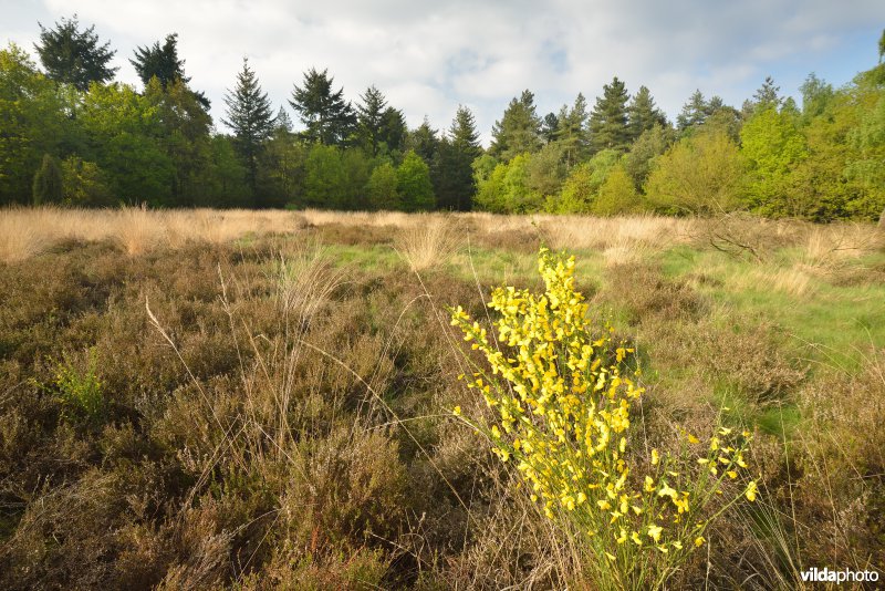 Achterste Duintjes