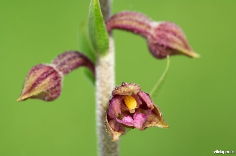 Bruinrode wespenorchis