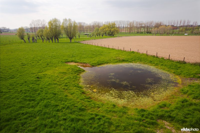 Poel met knotwilgen