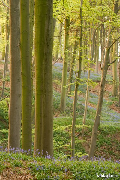 Lentebos met boshyacinten