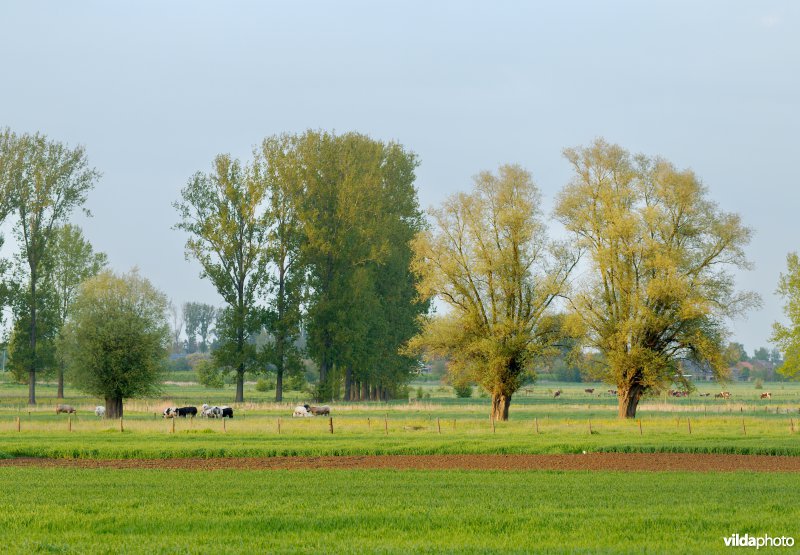 Coulissenlandschap in de Getevallei