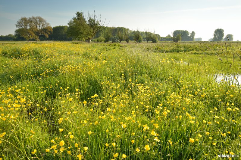 Bergenmeersen