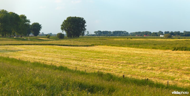 Graslanden in de Maasvallei