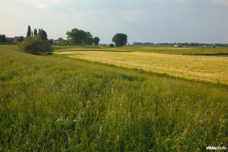 Graslanden in de Maasvallei