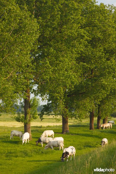 Graslanden in de Maasvallei