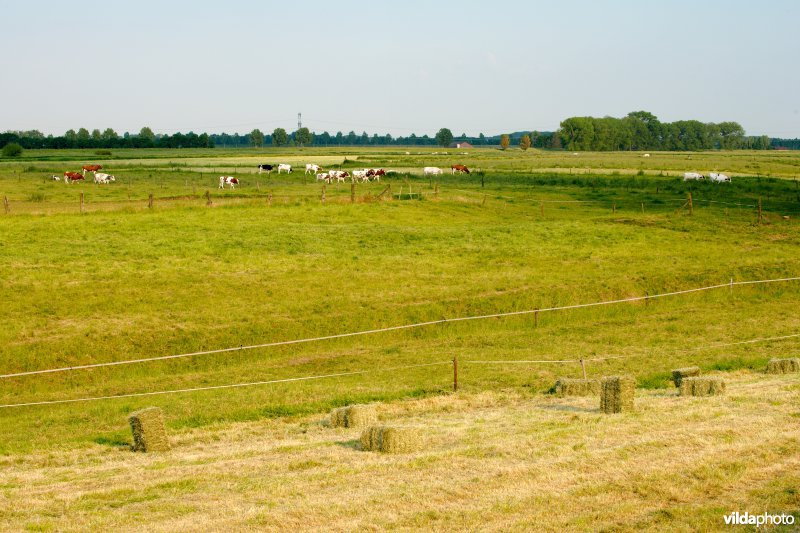 Graslanden in de Maasvallei