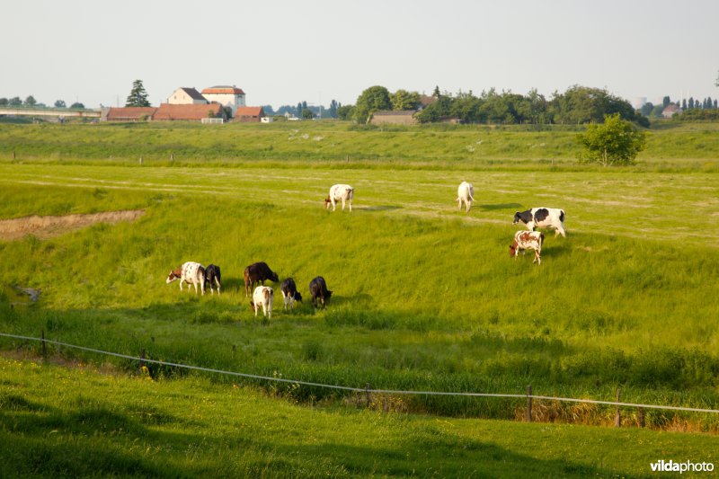 Graslanden in de Maasvallei