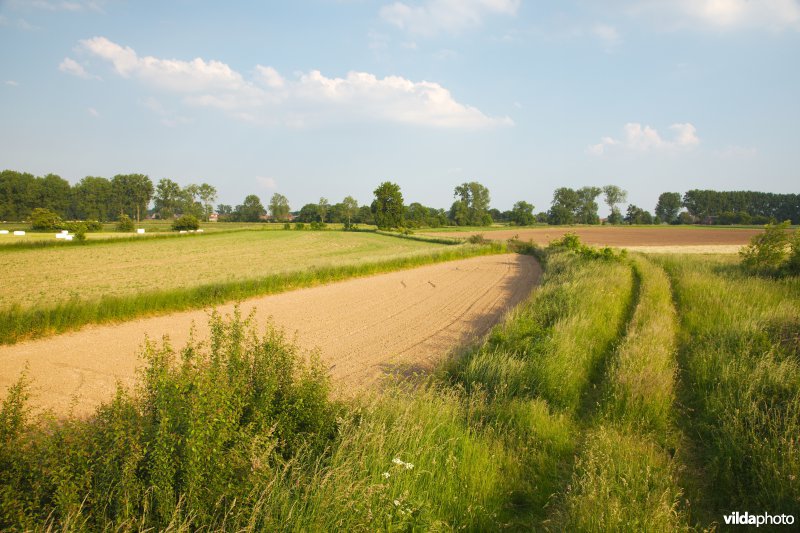 Landbouwbeeld uit de Maasvallei