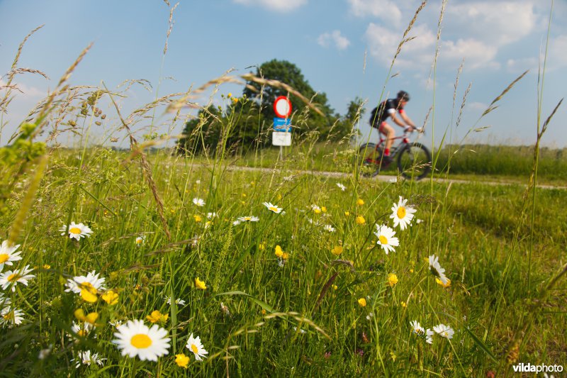 Bloemrijk grasland in de maasvallei