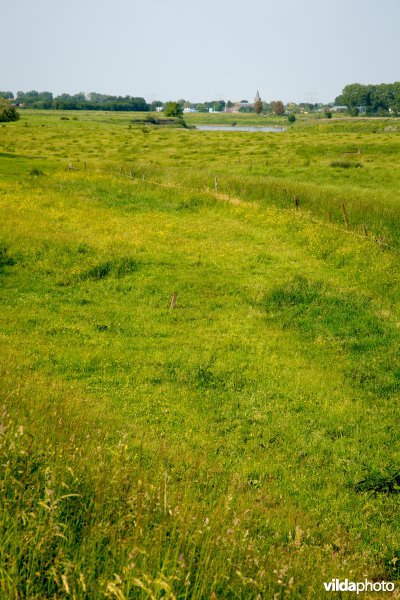 Graslanden in de Maasvallei