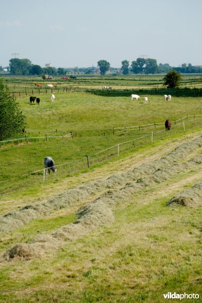 Graslanden in de Maasvallei