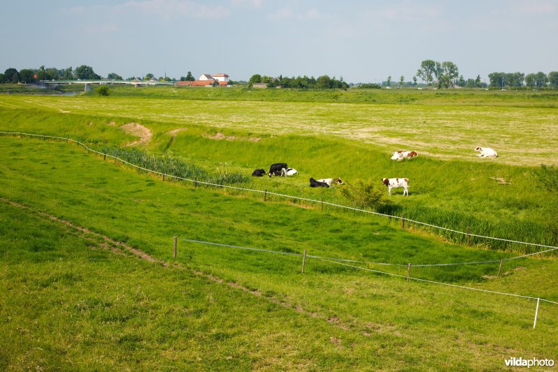 Graslanden in de Maasvallei