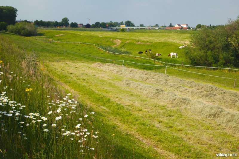 Bloemrijk grasland in de maasvallei