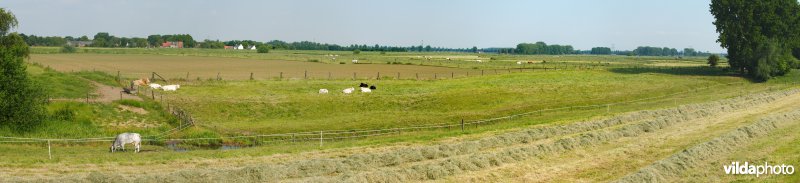 Graslanden in de Maasvallei