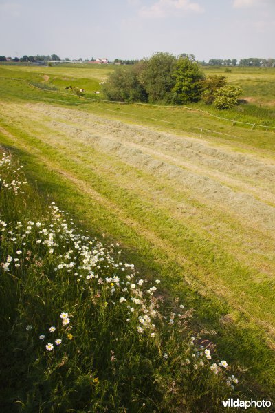 Bloemrijk grasland in de maasvallei