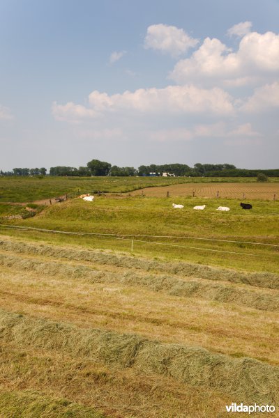 Graslanden in de Maasvallei