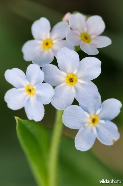 Moerasvergeet-mij-nietje