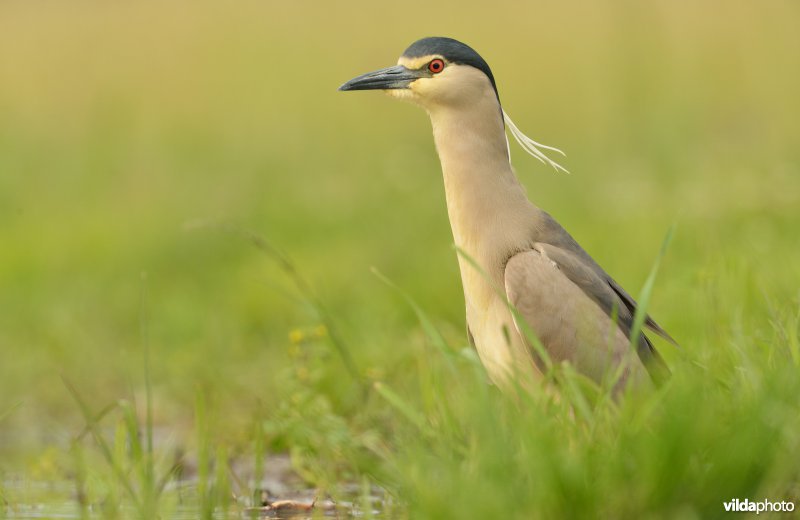 Kwak