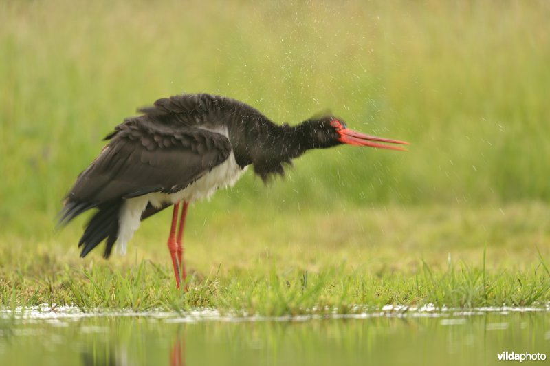 Uitschuddende Zwarte ooievaar