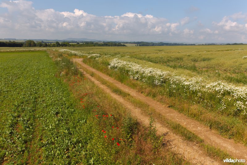 Bloemrijke wegberm tussen de akkers