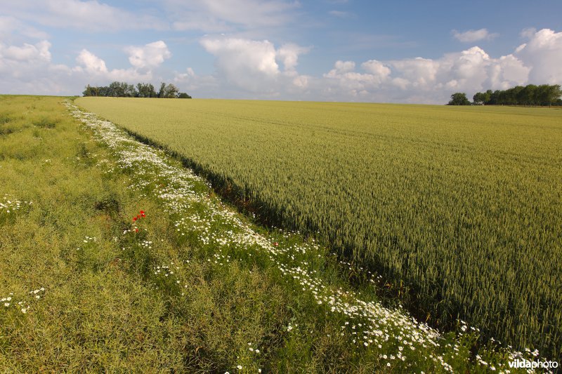 Bloemrijke akkerrand