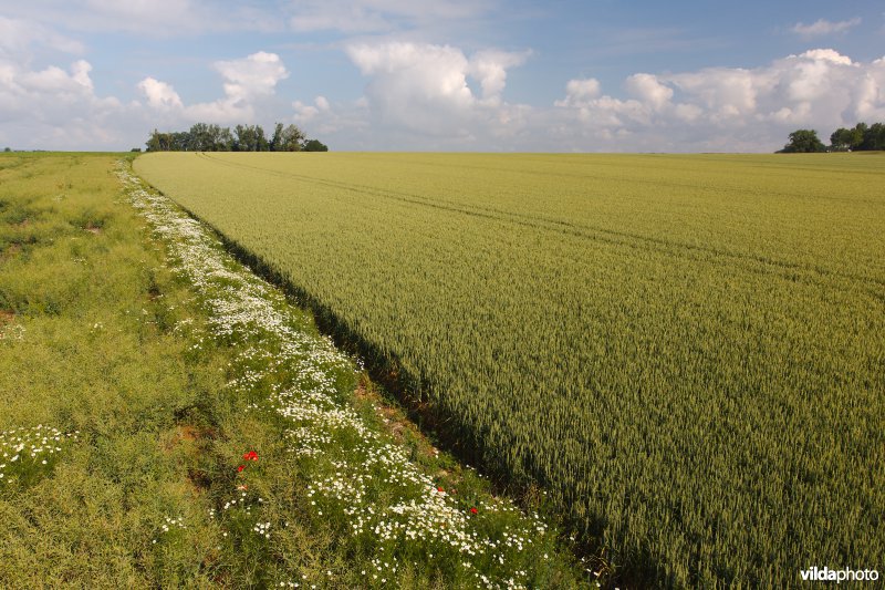 Bloemrijke akkerrand