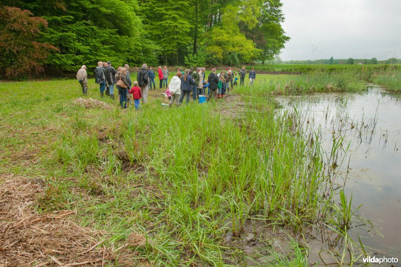 Bijplaatsing larven knoflookpad