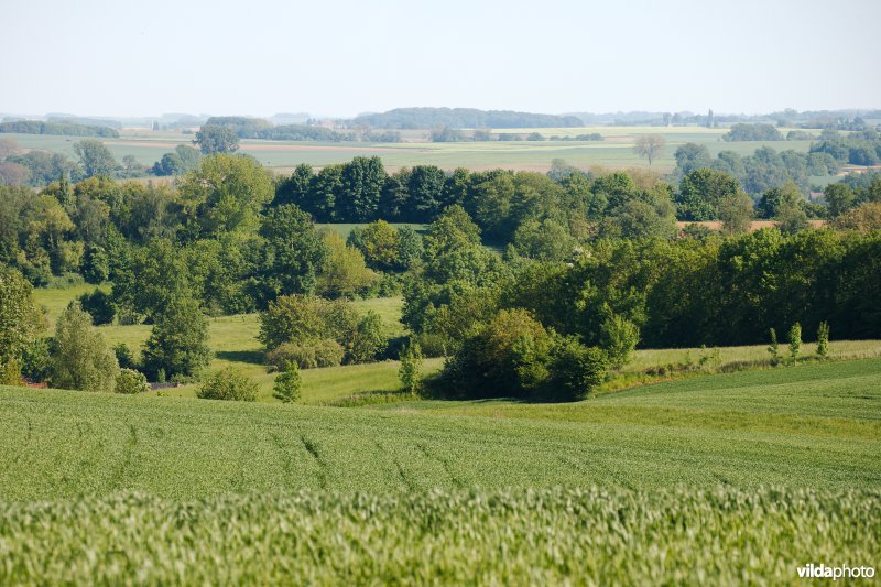 Mozaïeklandschap