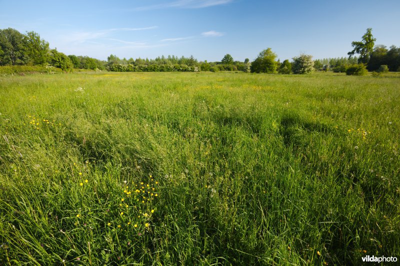 Hooiland in het Doysbroek