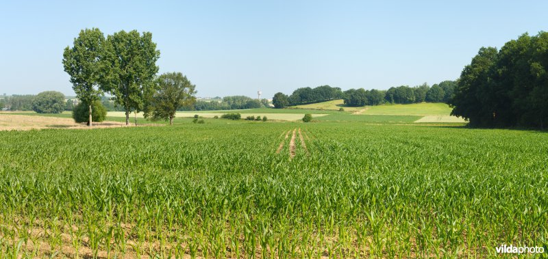 Gevarieerd landbouwlandschap