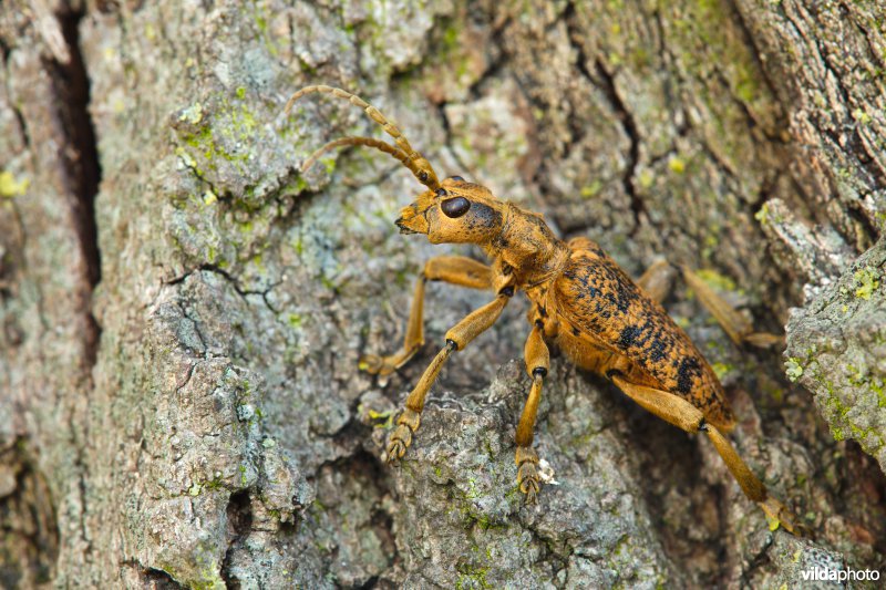 Grote ribbelboktor
