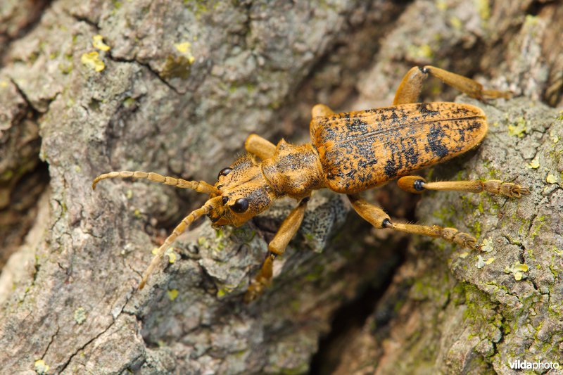 Grote ribbelboktor