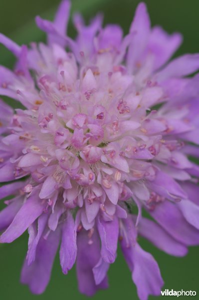 Detail van beemdkroon