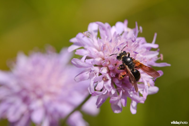 Knautiabij op Knautia