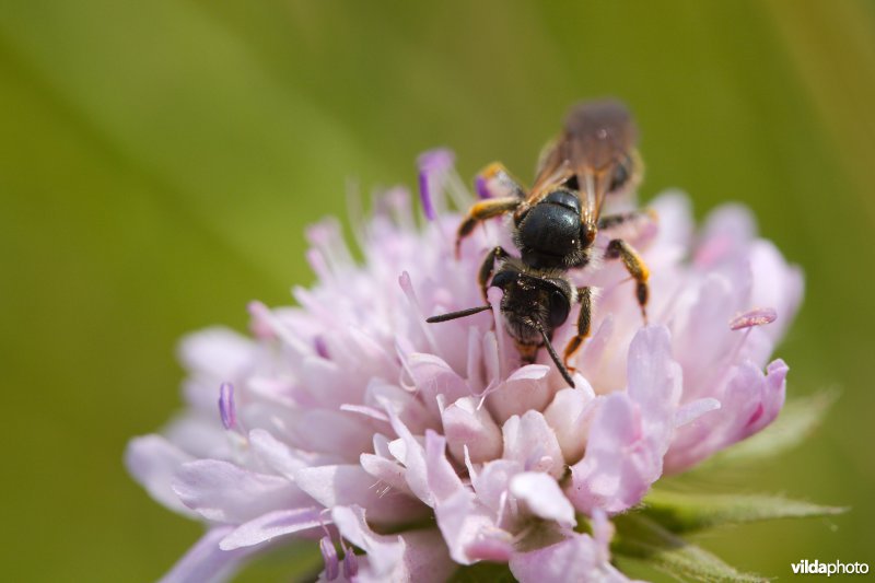 Knautiabij op Knautia