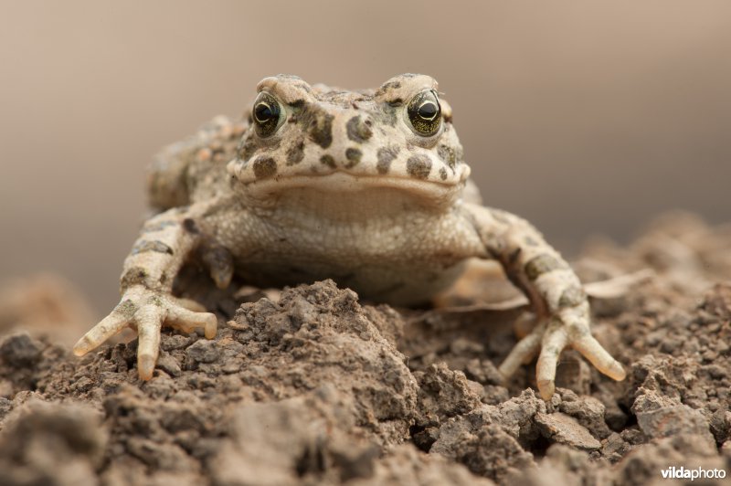 Groene pad