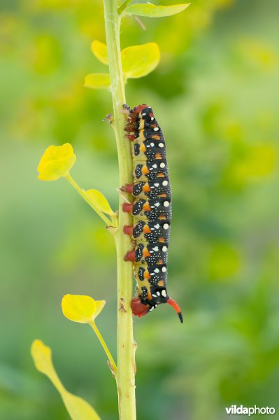 Rups van wolfsmelkpijlstaart