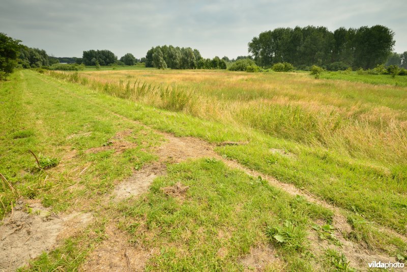 Bulbierbroek